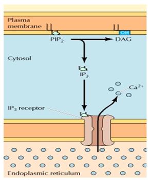 Figure 1: Ca 2+ mobilization by IP 3