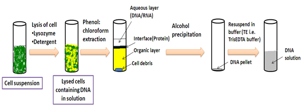 Figure 4-1.2: Preparation of genomic DNA
