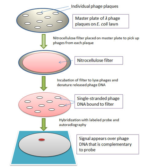 Fig: Schematic representation of Plaque hybridization screening method.