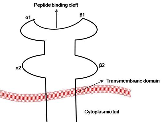 Figure 10.2 Schematic representation of a MHC class II molecule:
