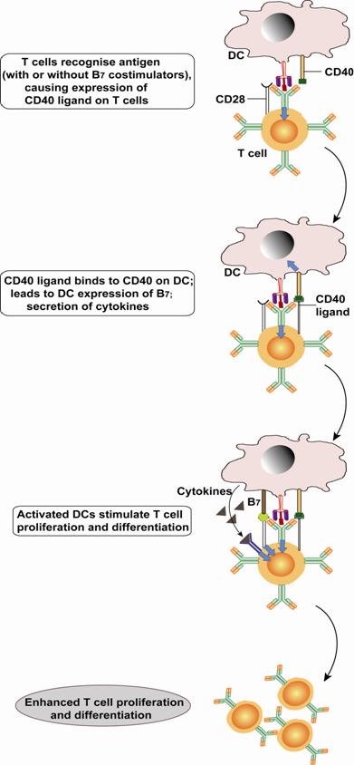 Figure 18.2 CD40-CD40L interaction in T cell differentiation: