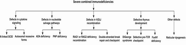 Figure 37.1 Diagram showing different forms of combined immunodeficiencies: