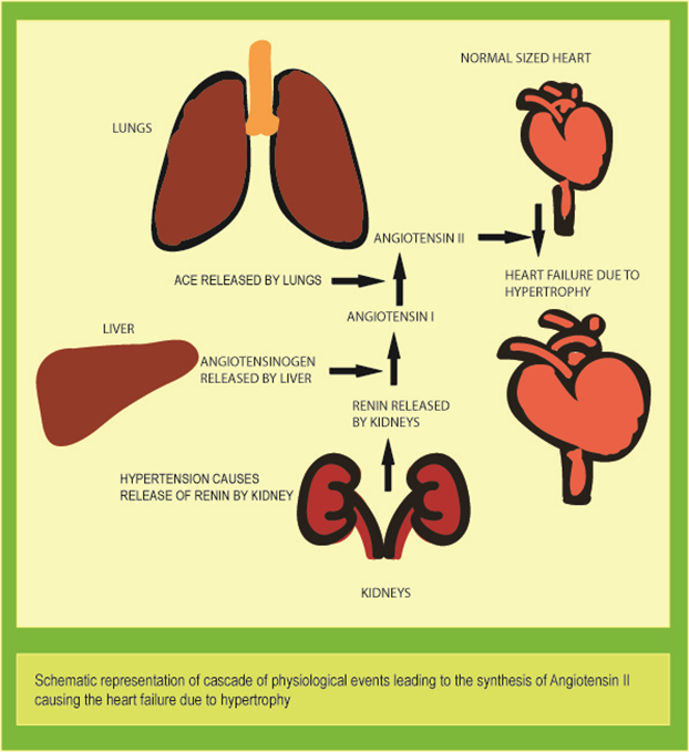 Figure 38.2 Schematic representation of renin angiotensin system: