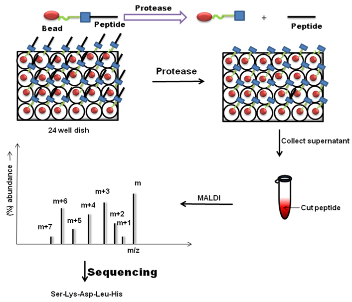 Figure 36.3: Protease assay by an affinity chromatography.