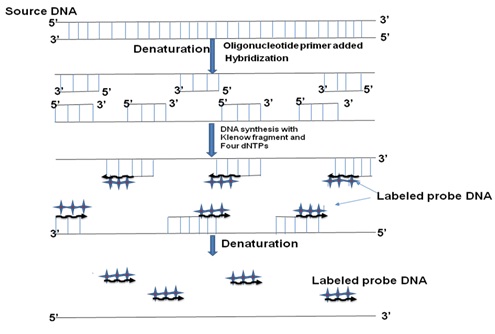 Figure 12.2: Preparation of radioactive probe by random primer method.