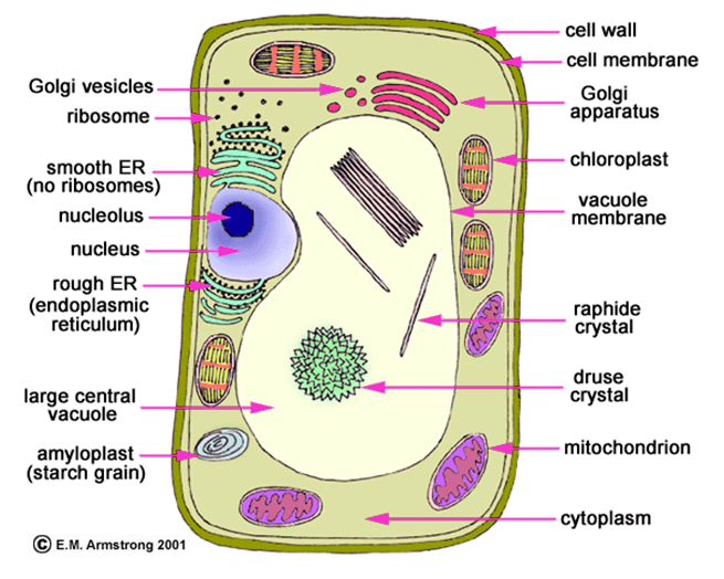 Figure 7.1. A eukaryotic cell representation