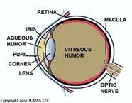 Anterior Chamber