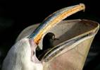 pelican_468x326