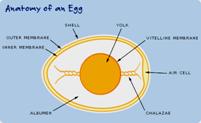 eggcrosssection
