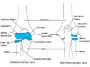 Anatomy of Elbow Joint