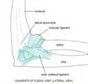 ligaments of elbow joint