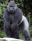 http://nocache.homestead.com/rafikiadventures/Gorilla5.jpg