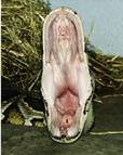 http://t2.gstatic.com/images?q=tbn:ANd9GcSQ-RbRjkbQ61ICYuad6voqG7GM5FaevImAtJ7_BavyeSeSbXZc