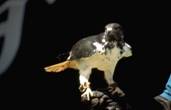 Hawk_060_172