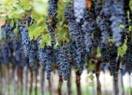 amarone