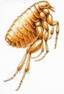 flea-main_Full