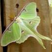 2776075-2-the-luna-moth