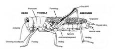 http://1.bp.blogspot.com/_KSOiODnbyZQ/TExAMi0YyvI/AAAAAAAAAEc/XNErAA1Q8-Q/s1600/fig1.jpg