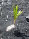 http://upload.wikimedia.org/wikipedia/commons/thumb/e/e9/Coconut_germinating_on_Black_Sand_Beach%2C_Island_of_Hawaii.JPG/220px-Coconut_germinating_on_Black_Sand_Beach%2C_Island_of_Hawaii.JPG