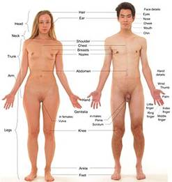 300px-Anterior_view_of_human_female_and_male%2C_with_labels