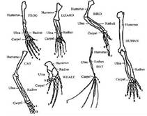 350px-Various_vertebrate_limbs