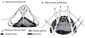 Eastgate Centre, Harare, Zimbabwe, Africa, sustainable architecture, biomimicry, termite mound, construction, natural cooling, natural ventilation, termitemound_cross3.jpg