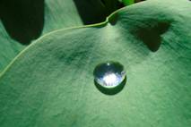 http://www.smartgarmentpeople.com/images/page_image/water%20droplet%20on%20lotus%20leaf%20NANOSURFACES.jpg