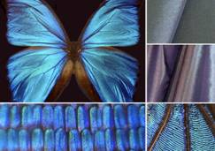 Popup_morpho_morphotex