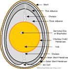 http://www.enchantedlearning.com/egifs/eggcrosssection.GIF